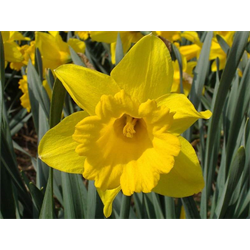 Daffodil Trumpet Unsurpassable (10 bulbs/pkg - Ships Oct thru Jan)