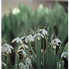 Additional images for Galanthus Collection (60 bulbs per collection - Ships Oct thru Jan)