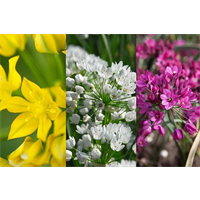 Allium Collection Low Growing (150 bulbs per collection)