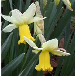 Daffodil Cyclamineus Jenny (10 bulbs/pkg - Ships Oct thru Jan)