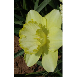 Daffodil Lg. Cup St Patrick's Day (10 bulbs/pkg - Ships Oct thru Jan)