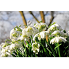 Additional images for Galanthus Collection (60 bulbs per collection - Ships Oct thru Jan)