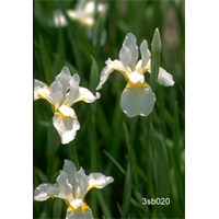 Iris sibirica 'Snow Queen' (5 plants/pkg - Ships Oct thru June)