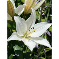 Lily bulk Asiatic White  (½ BU - Ships Oct thru June)