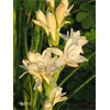 Additional images for Tuberose Double 'The Pearl' (5 bulbs/pkg - Ships March thru June)