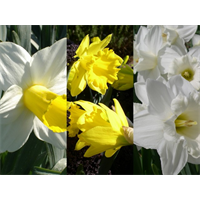 Daffodil Trumpet Collection (60 bulbs per collection - Ships Oct thr