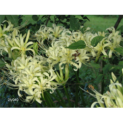 Lycoris albiflora (3 bulbs/pkg - Ships Oct thru Jan)