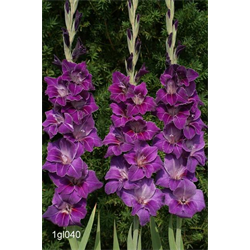 Gladiolus Purple (25 bulbs/pkg - Ships March thru June)
