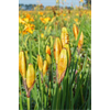 Additional images for Iris sibirica 'Snow Queen' (5 plants/pkg - Ships Oct thru June)