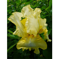 Bearded Iris Yellow (3 plants/pkg - Ships Oct thru Jan)