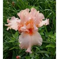 Bearded Iris Pink (3 plants/pkg - Ships Oct thru Jan)