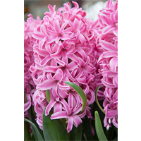 Hyacinth Pink Pearl (5 bulbs/pkg - Ships Oct thru Jan)