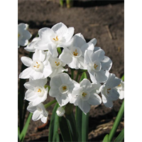 Narcissus Paperwhite Inbal (10 bulbs/pkg - Ships Oct thru Jan)
