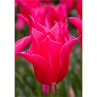 Tulip Lily Flowered Mariette (10 bulbs/pkg - Ships Oct thru Jan)