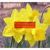 *SOLD OUT* Daffodil Lg. Cup Saint Keverne (10 bulbs/pkg - Ships Oct thru Jan)