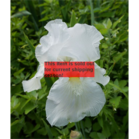 *SOLD OUT* Bearded Iris White (3 plants/pkg - Ships Oct thru Jan)