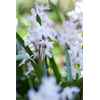 Additional images for Chionodoxa Pink Giant (25 bulbs/pkg - Ships Oct thru Jan)