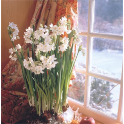 Narcissus Paperwhite Ziva (10 bulbs/pkg - Ships Oct thru Jan)