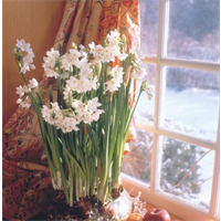 Narcissus Paperwhite Ziva (10 bulbs/pkg - Ships Oct thru Jan)