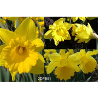 Daffodil bulk Yellow Trumpet Mix  (½ BU - Ships Oct thru Jan)