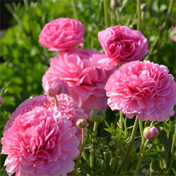 Ranunculus Pink (10 bulbs/pkg - Ships Oct thru June)