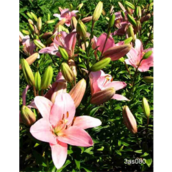 Lily bulk Asiatic Pink (½ BU - Ships Oct thru June)