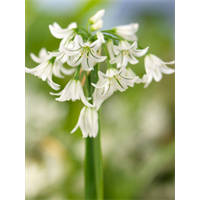 Allium triquetrum (25 bulbs/pkg - Ships Oct thru Jan)