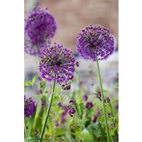 Allium a. Purple Sensation (10 bulbs/pkg - Ships Oct thru Jan)