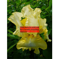 *SOLD OUT* Bearded Iris Yellow (3 plants/pkg - Ships Oct thru Jan)
