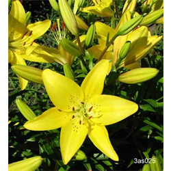 Lily bulk Asiatic Yellow (½ BU - Ships Oct thru June)