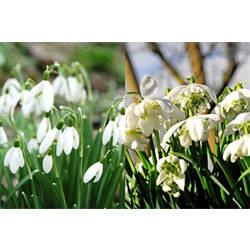 Galanthus Collection (60 bulbs per collection - Ships Oct thru Jan)