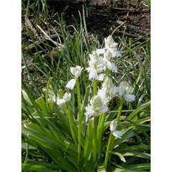 Hyacinthoides hispanica White (10 bulbs/pkg - Ships Oct thru June)
