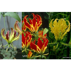 Gloriosa Collection (9 plants per collection - Ships March thru June)