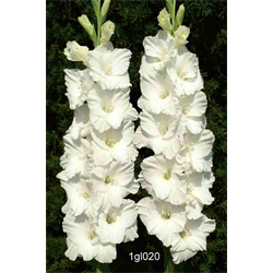 Gladiolus bulk White (½ BU - Ships March thru June)