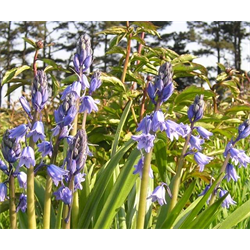 Hyacinthoides hispanica Blue (10 bulbs/pkg - Ships Oct thru June)