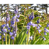 Additional images for Hyacinthoides hispanica Blue (10 bulbs/pkg - Ships Oct thru June)