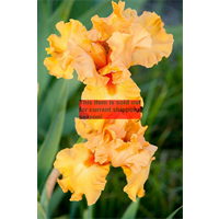 *SOLD OUT* Bearded Iris Orange (3 plants/pkg - Ships Oct thru Jan)