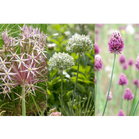 Allium Collection Tall Growing (45 bulbs per collection - ships Oct