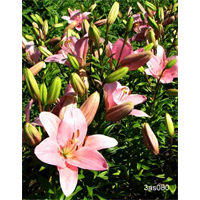 Lily Asiatic Pink (5 bulbs/pkg - Ships Oct thru June)