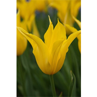 Tulip Lily Flowered West Point (10 bulbs/pkg - Ships Oct thru Jan)