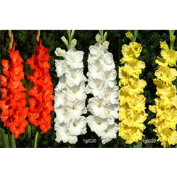 Gladiolus Collection (75 bulbs per collection - Ships March thru Ju)