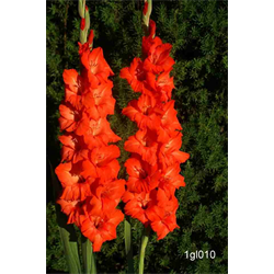 Gladiolus Red (25 bulbs/pkg - Ships March thru June)