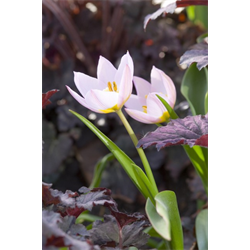 Tulip bakeri Lilac Wonder (10 bulbs/pkg - Ships Oct thru Jan)