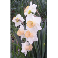 Daffodil Lg. Cup Salome (10 bulbs/pkg - Ships Oct thru Jan)