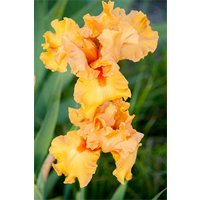 Bearded Iris Orange (3 plants/pkg - Ships Oct thru Jan)