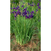 Additional images for Iris sibirica clump Caesar's Brother (Ships Oct thru June)