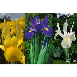 Dutch Iris Collection (90 Plants per collection - Ships Oct thru Jan)
