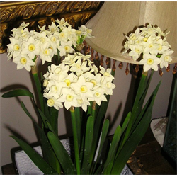 Narcissus Paperwhite Nony (10 bulbs/pkg - Ships Oct thru Jan)