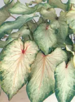 Caladium Strap White Wing