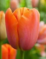 Tulip Single Late Avignon